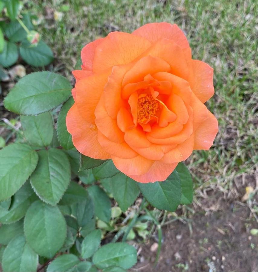 Il Casale Delle Rose Aparthotel Paganico  Ngoại thất bức ảnh